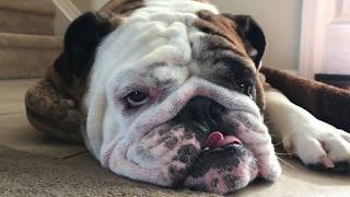 Reuben the Bulldog: 10,000,000 Views