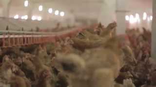 Poultry breeders in Moldova. Hubbard.