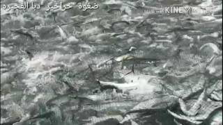 ضغوة الخرخور في دبا الفجيرة