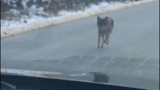 Man strangles coyote to death after it attacks his toddler son