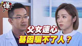 《多情大爆爆》多情城市 EP263 父女連心 基因騙不了人？