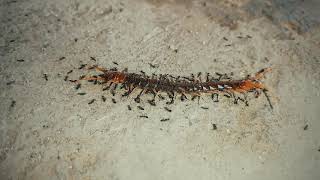 Awesome battle: Ants vs Centipede