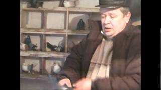 НИКОЛАЕВСКИЕ   ГОЛУБИ