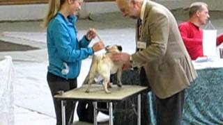 Pug dog show