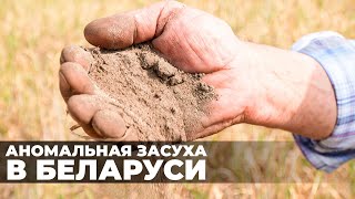 Три месяца без дождей! Как спасают урожай в Беларуси? | Аномальная засуха