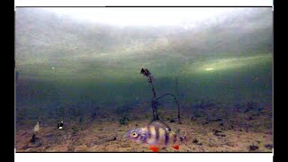 Игра мормышки под водой на окуня Беловское водохранилище