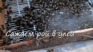 Сажаем рой в улей
