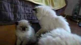 mini ragdollki- dollyland