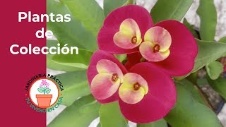 Plantas de colección.