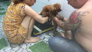 Nhận phối giống chó ? 0908990269&0906644499