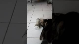 Autre essai du pipolino par Chipie !
