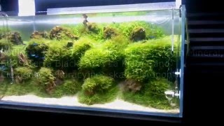 Nature aquarium, "Iwagumi" style - Dawid Szczepański