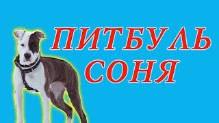 Питбуль Соня