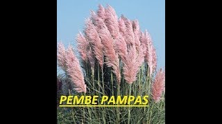 Pampas (Cortaderia selloana) tohumları nasıl çimlendirilir ? -1-