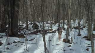 Trail Camera Wildlife Mysteries