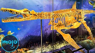 Top 10 Greatest Paleontology Discoveries Of All Time
