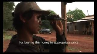 Изъятия дикого меда в Мондулкири .Mondulkiri wild honey