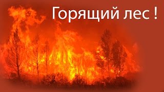 Горящий лес !
