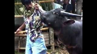 PEMOTONGAN KERBAU DI TORAJA