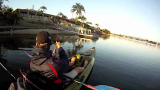 OSP bent minnow munching Trev