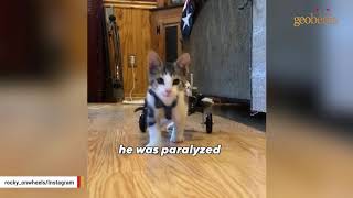 Tiny kitty paralyzed from fall now living his best life