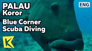 【K】Palau Travel-Koror[팔라우 여행-코로르]블루코너, 산호바다 스쿠버다이빙/Blue Corner Scuba Diving/Coral Sea/Diving/Fish