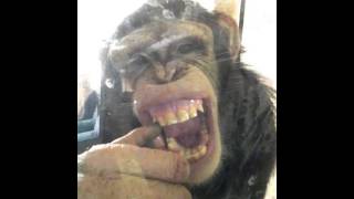 monkey making funny faces