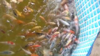 Карпы кои и кометы.