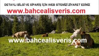 çayır tohumu,mera tohumu,yem bitkileri tohumları