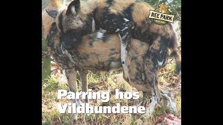 Parring hos Vildhundene
