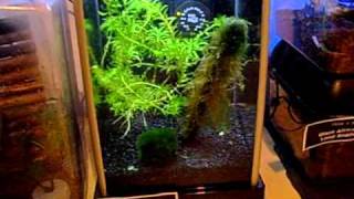 My 'Bug-Room' Walk-Thru, January 2012
