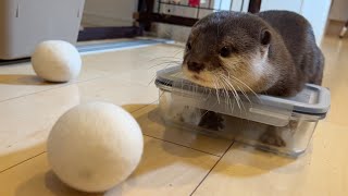 白でかもふもふvs茶カワウソもふもふ White and fluffy vs. brown otter fluffy