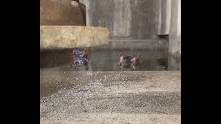 Hidden Camera