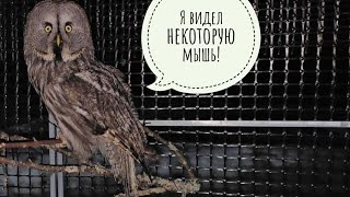 Сыч Лучик не устаёт шкодить, сова Ёль двигает подушки, Пёс Кубик истерит, кот Пуаро скромничает