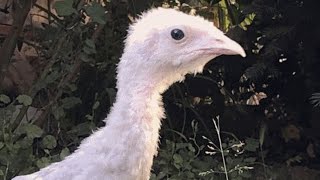Woman falls in love with neighbor's dinner turkey