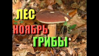 ГРИБЫ 2019. 9 НОЯБРЯ, ЛЕС, ГРИБЫ