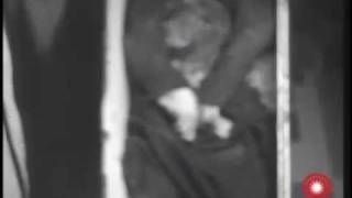 Mussolini Execution (The Complete Videos)