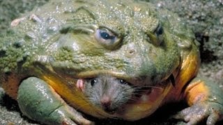 5 of the world's most ENDANGERED ANIMALS you really should know about!
