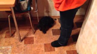 Bedlington puppy, Campbell test