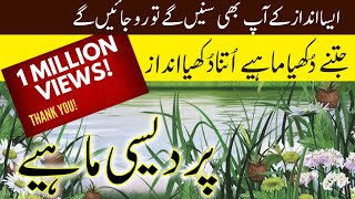 Pardaisi Mahiye | #Hindko #Mahiye | Nazar Hussain Awan | Latest Hazara Songs