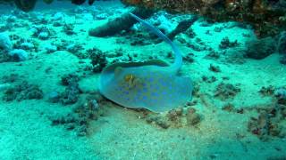 Hurghada Dive Fest 2012
