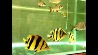 siamese tiger fish