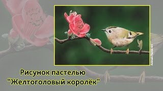 Рисунок пастелью "Желтоголовый королёк" / Pastel speed drawing bird "Goldcrest"