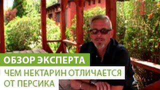 Чем нектарин отличается от персика