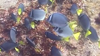 Предельная глубина - 288 - обитатели Галапагосских Островов