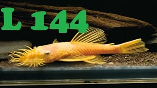 Ancistrus L144