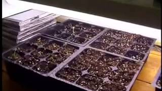 Ready Set Grow - Cannabis Growing.