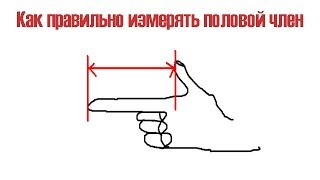 Как правильно измерить длину полового члена