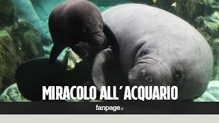 "Miracolo" all'acquario di Genova: nato il primo lamantino italiano