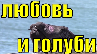 Сизый голубь мира целует доброе видео любовь и голуби Сочи